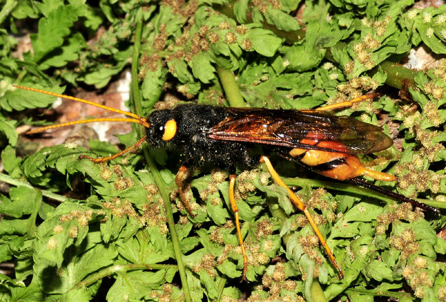 Siricidae: Urocerus gigas